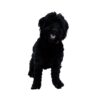 flat750x075f pad750x750f8f8f8 9 - Goldendoodle Gifts