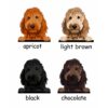 il 1000xN.5672839452 pryi - Goldendoodle Gifts